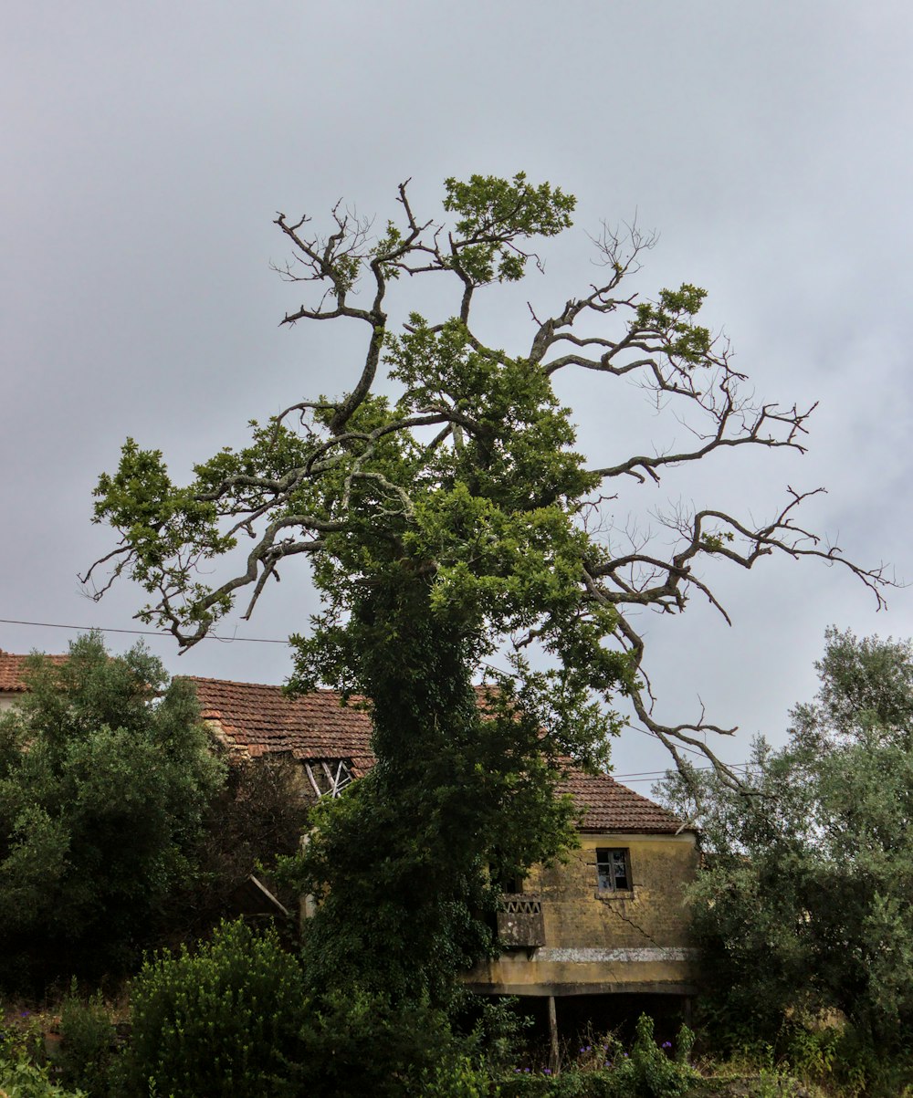 green tree near brown concrete building during daytime