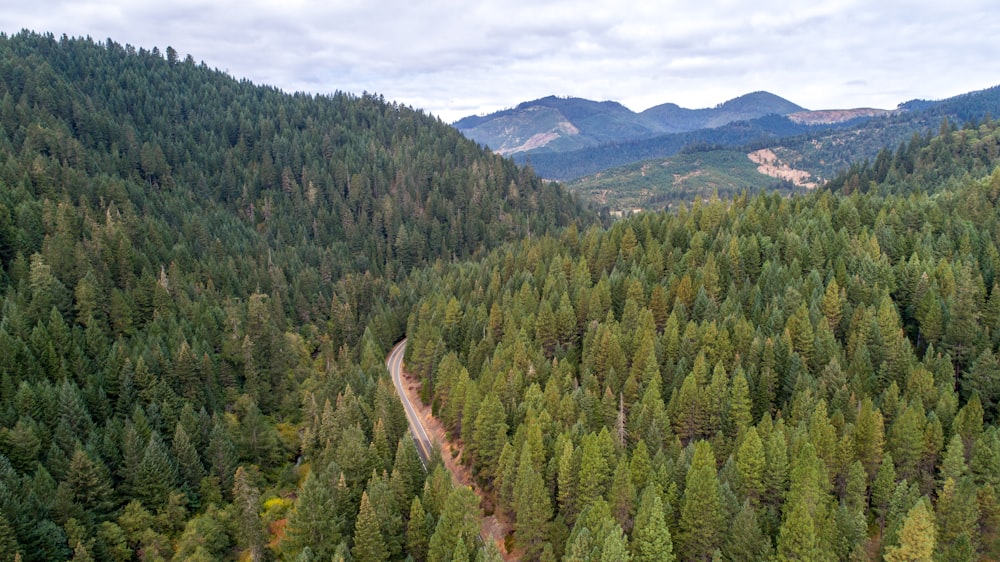 green trees on mountain during daytime