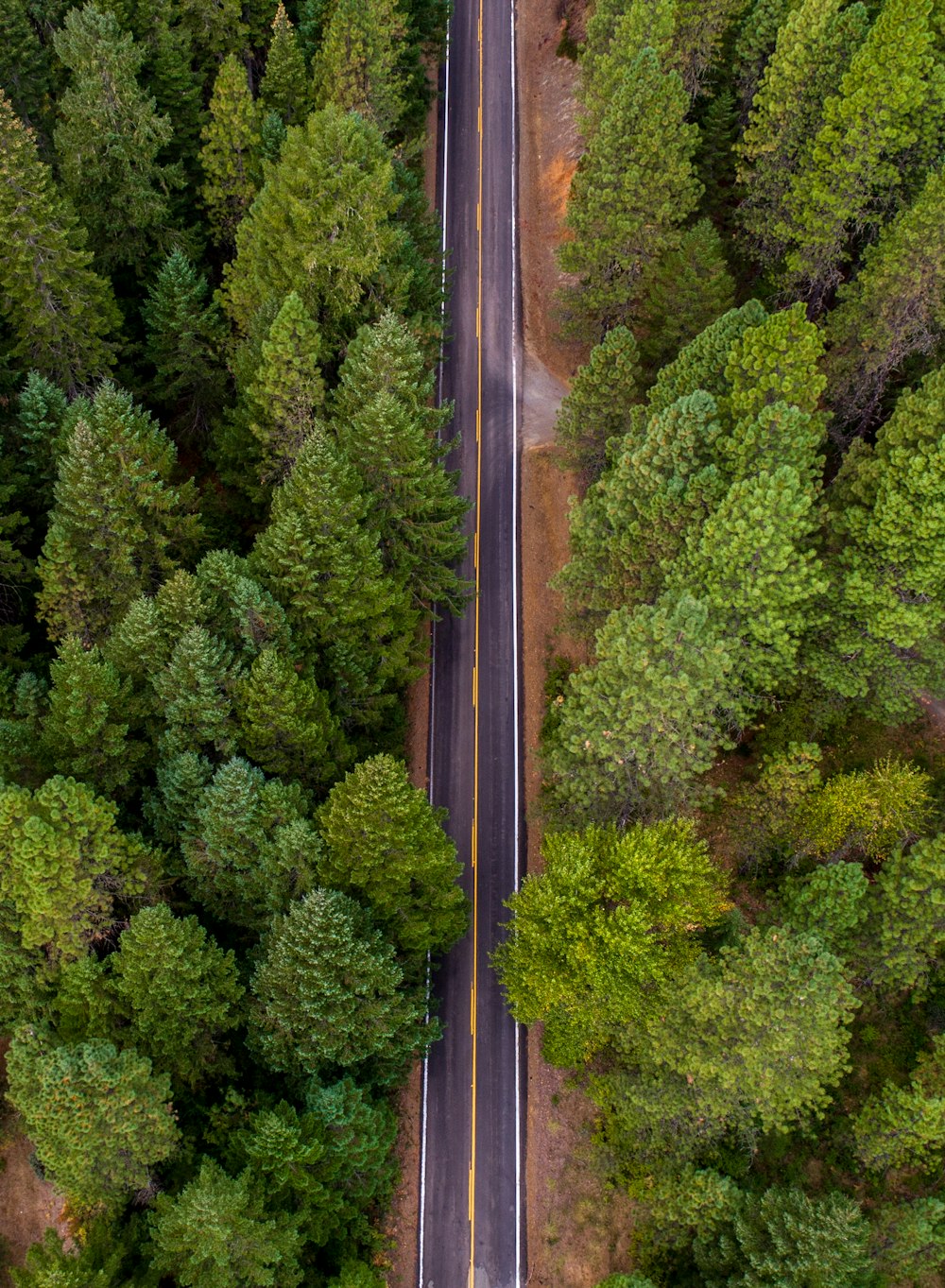 green trees beside road during daytime