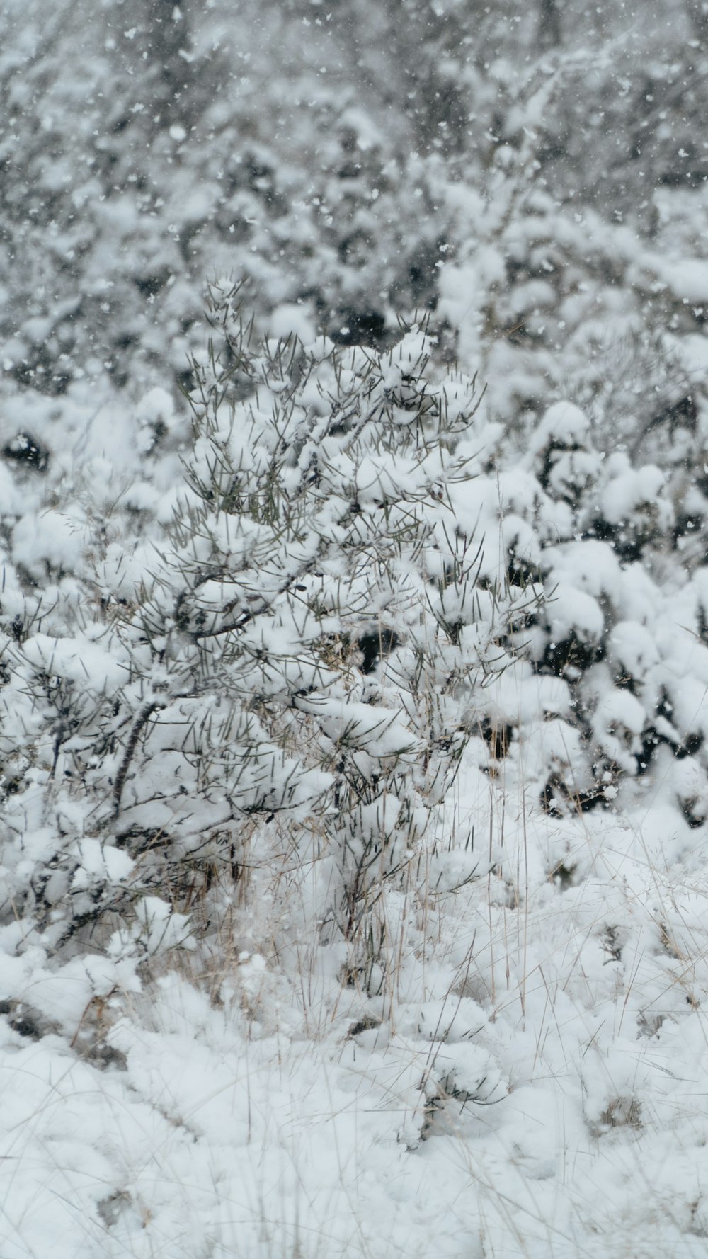 white snow on brown tree branch