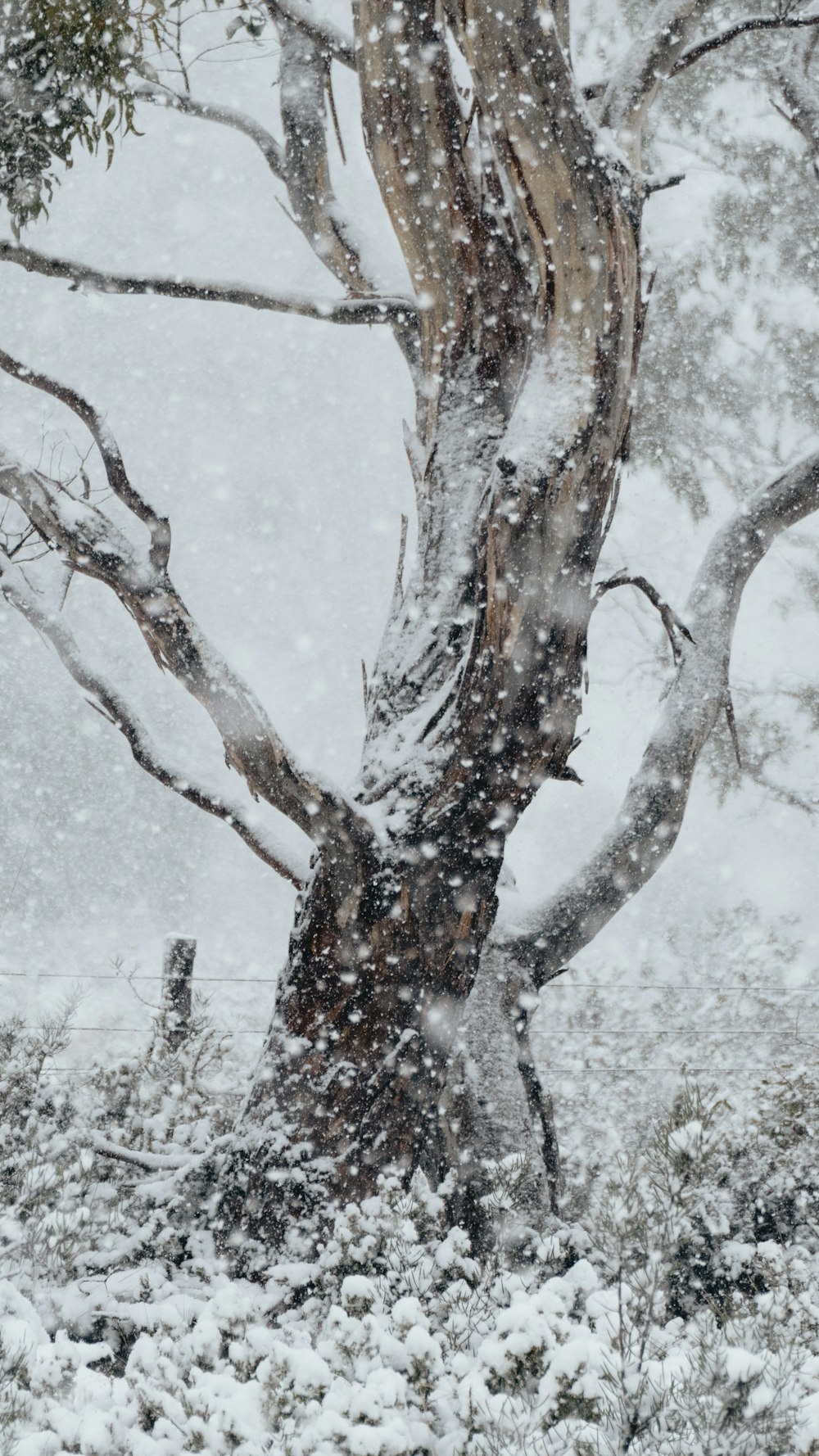 brown tree with snow during daytime