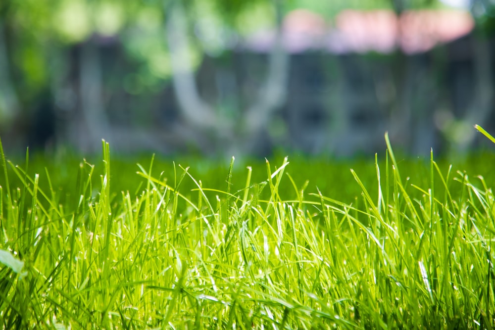 green grass field during daytime