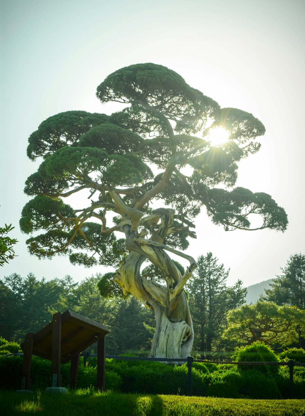 green and brown tree under white sky during daytime