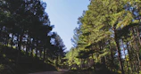 A freshly cleared woodland path winding through tall pine trees under a bright blue sky.
