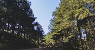 A winding forest trail lined with towering pine trees under a bright blue sky.