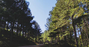 A freshly cleared woodland path winding through tall pine trees under a bright blue sky.