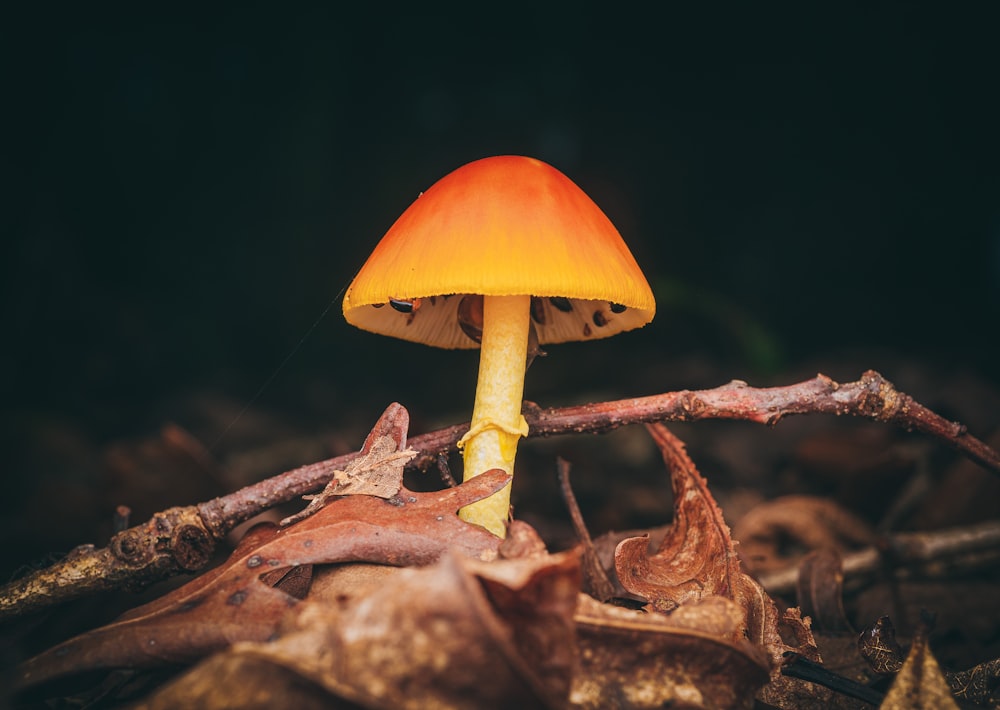 fungo marrone su foglie secche marroni