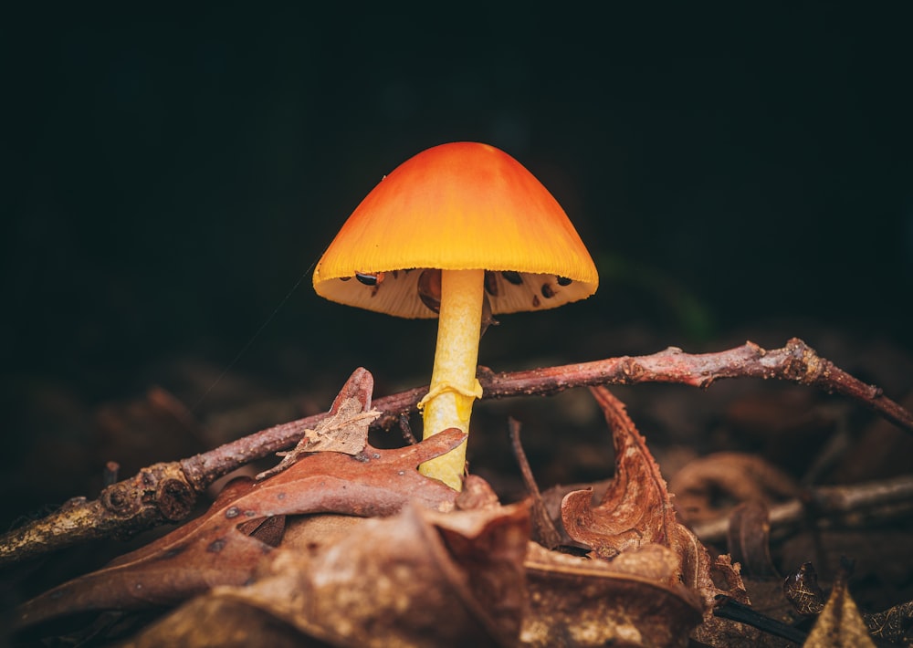 brown mushroom on brown dried leaves