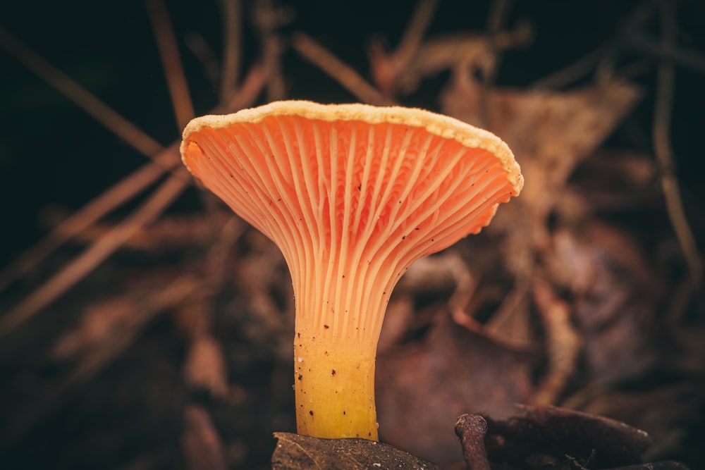 orange mushroom in close up photography