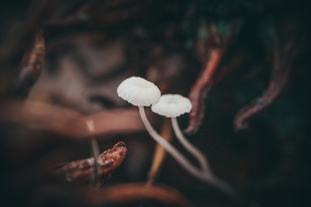 white mushroom in close up photography