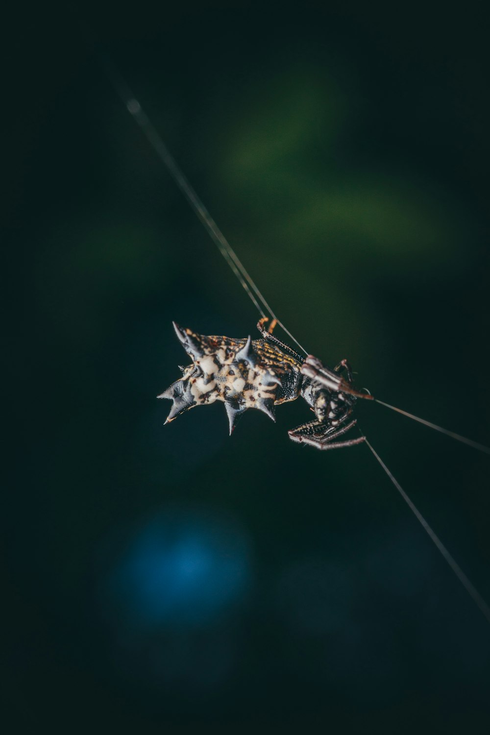 white spider web in close up photography