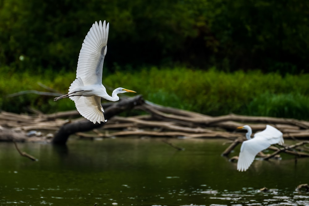 white bird flying over body of water during daytime