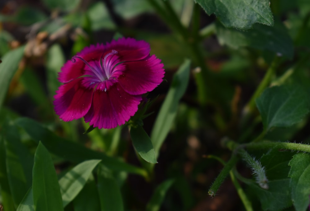 pink flower in tilt shift lens