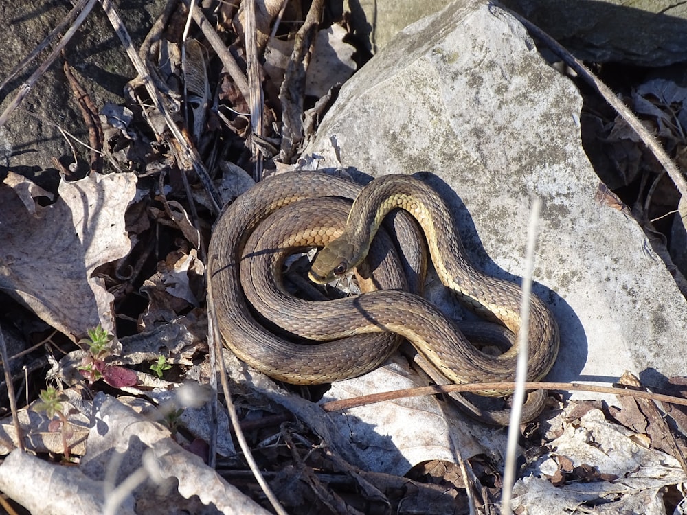 black and yellow snake on gray rock