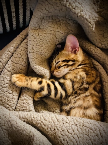 A cozy pet bed with a sleeping kitten inside.