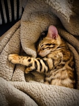 A sleeping kitten curled up in a cozy, textured blanket. The kitten has a soft, striped fur in shades of brown and black and appears peaceful with its eyes closed and head resting on the blanket.