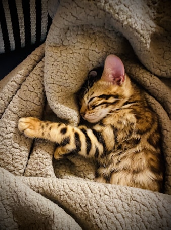 A sleeping kitten curled up in a cozy, textured blanket. The kitten has a soft, striped fur in shades of brown and black and appears peaceful with its eyes closed and head resting on the blanket.