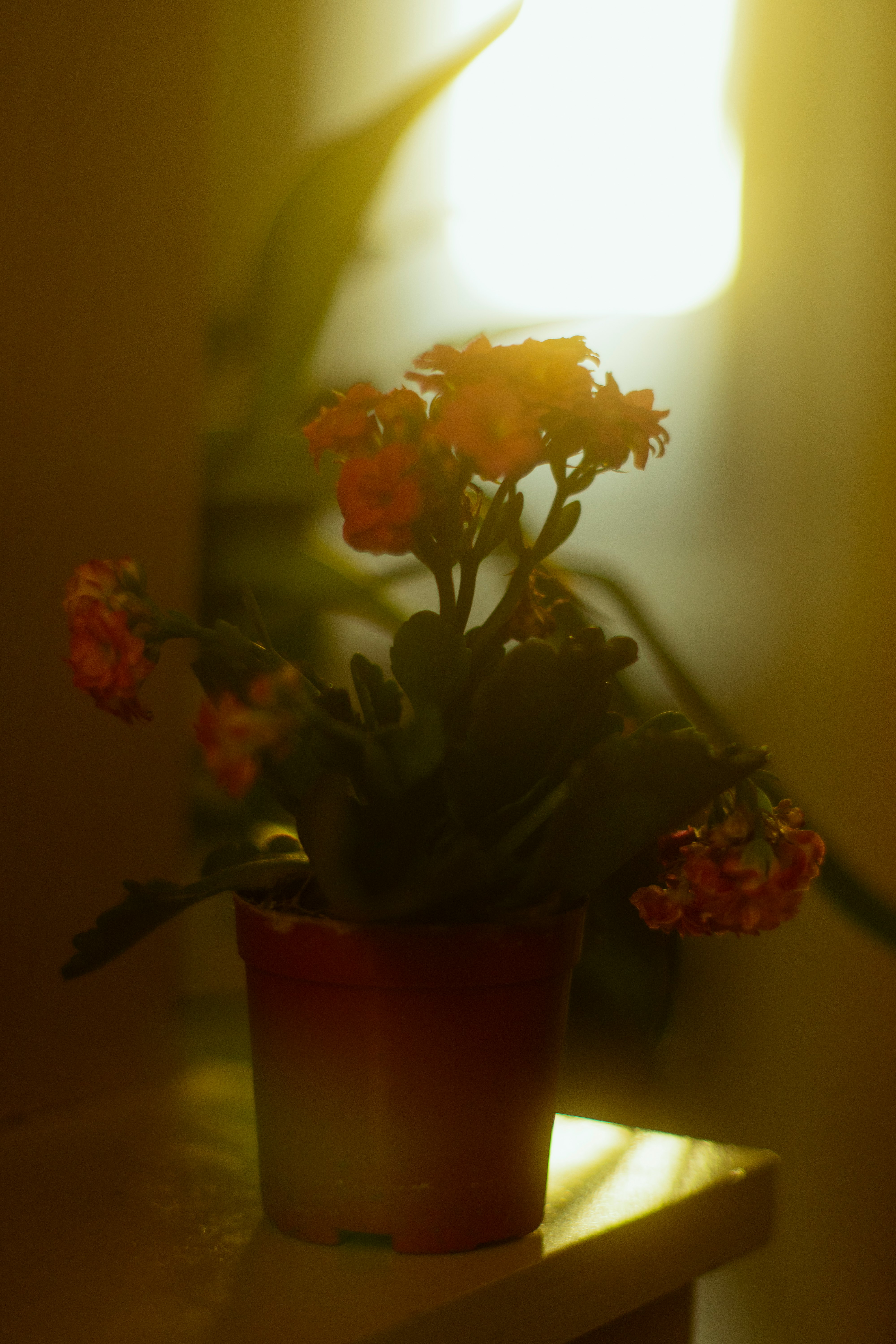 red and white roses in brown vase