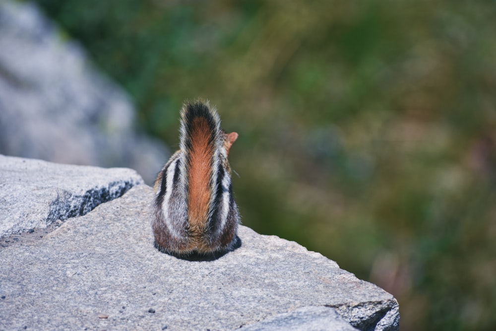 brown and white squirrel on gray rock