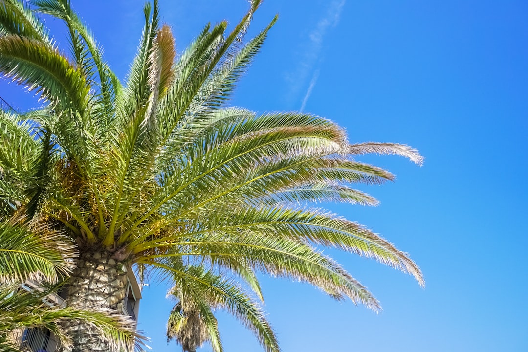 green palm tree under blue sky during daytime