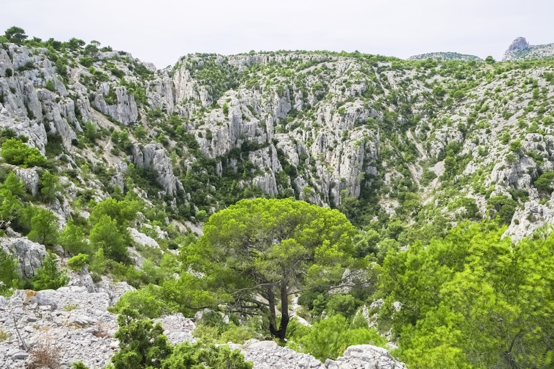 green trees on rocky mountain during daytime