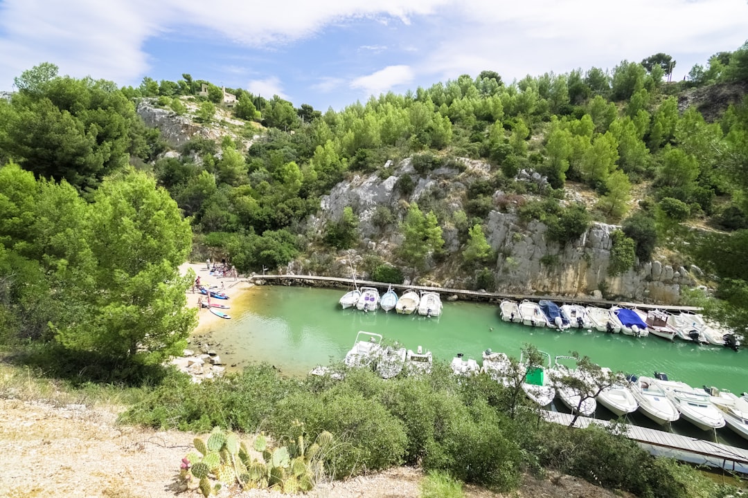 green trees beside river during daytime