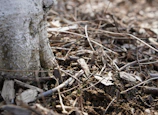 brown dried leaves on ground