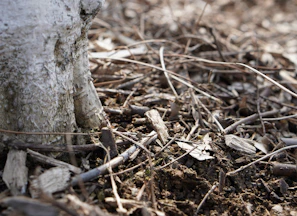 brown dried leaves on ground