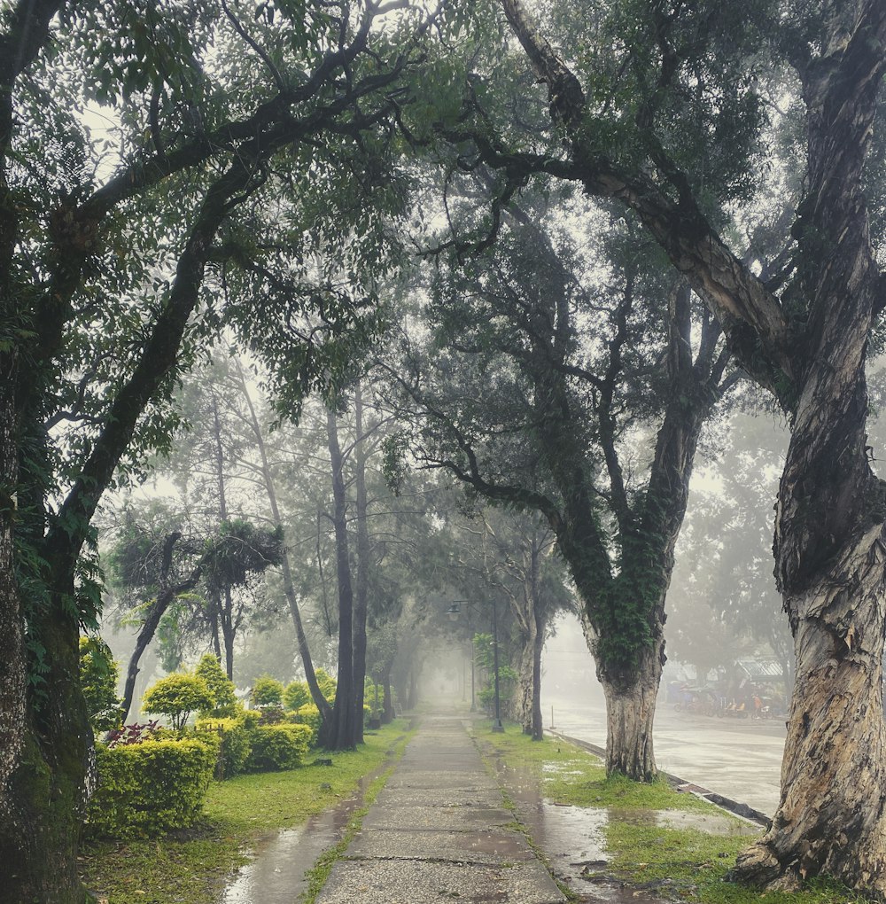 caminho entre grama verde e árvores