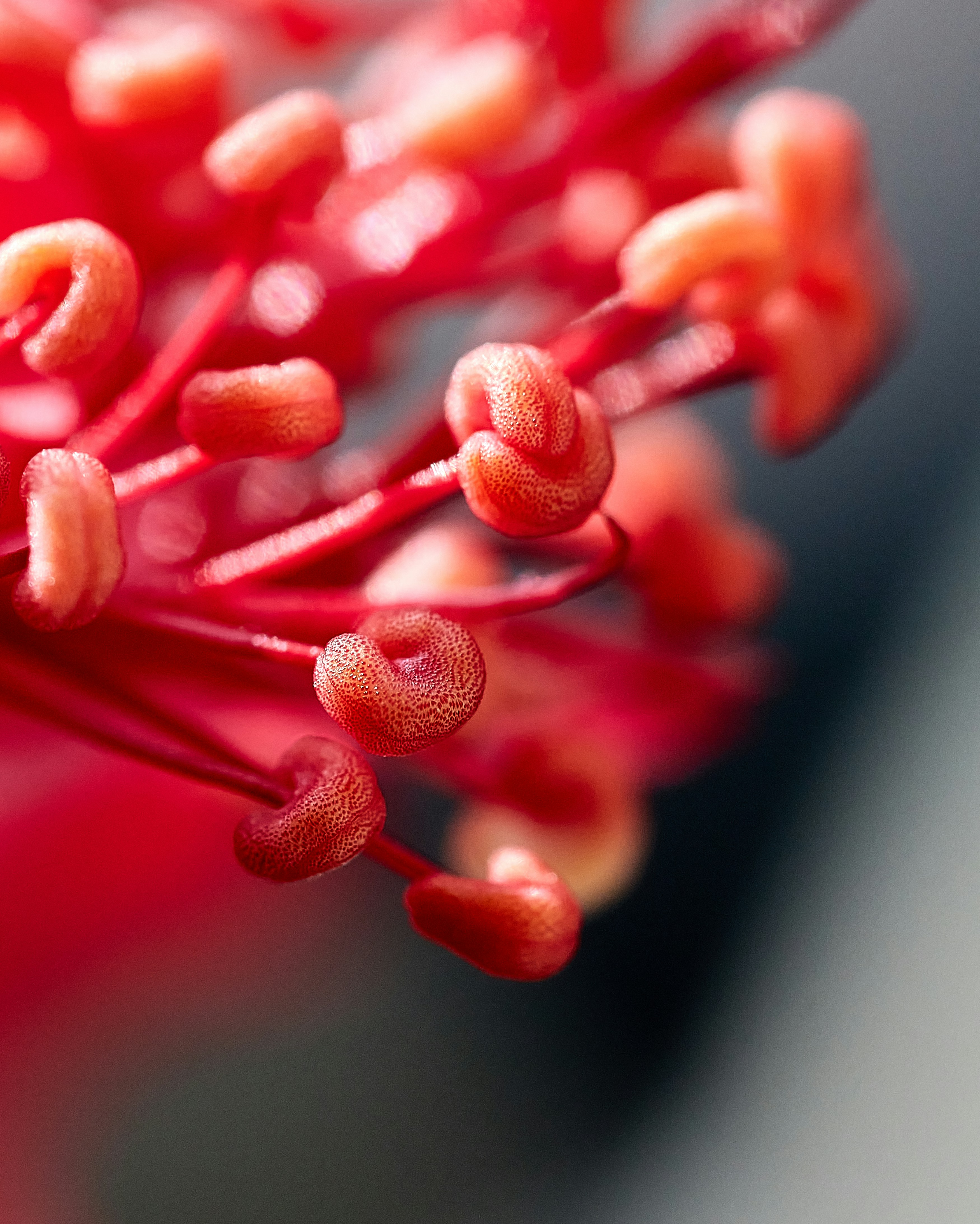 Pistilos rojos.