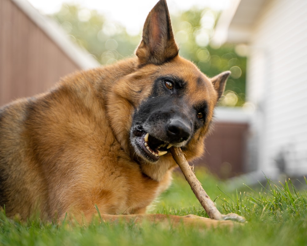 brown and black german shepherd on green grass during daytime