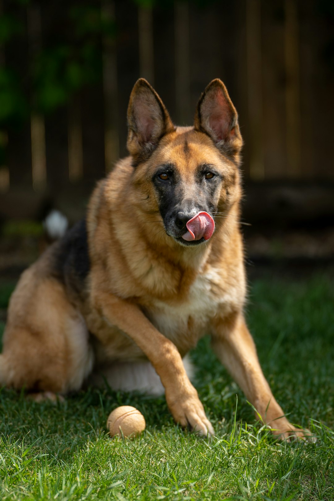 brown and black german shepherd on green grass field during daytime