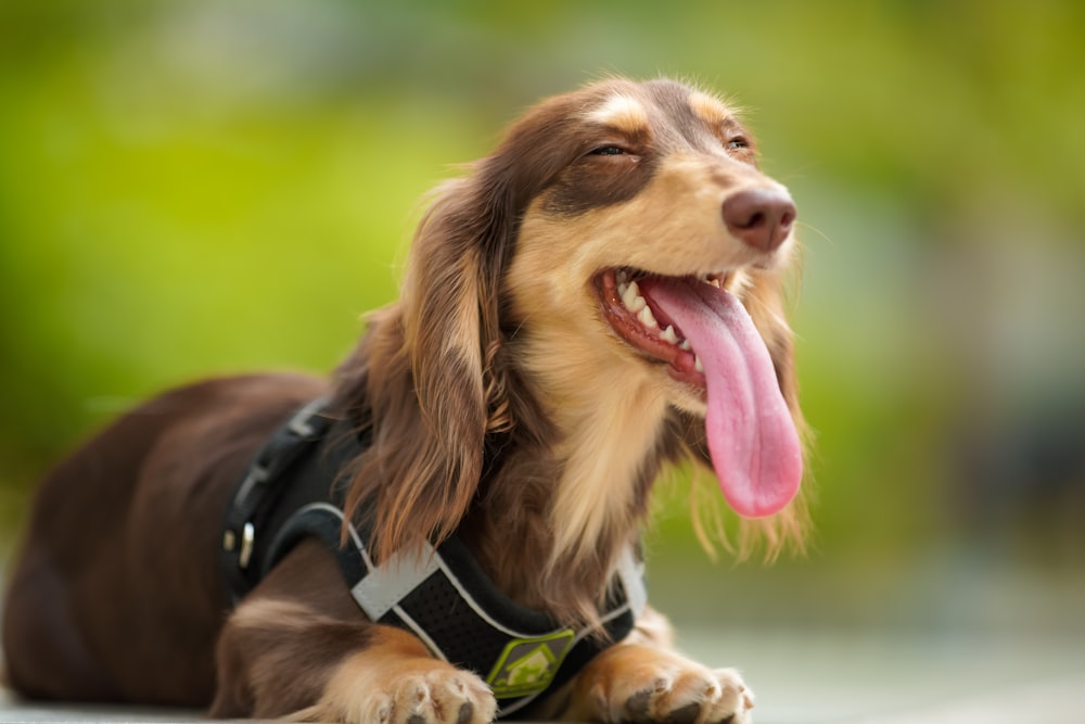 brown and white short coated dog