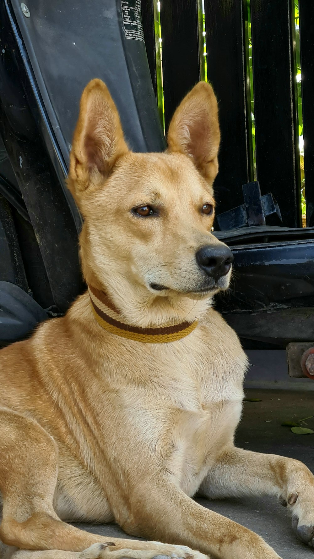 brown short coated dog sitting on black leather seat