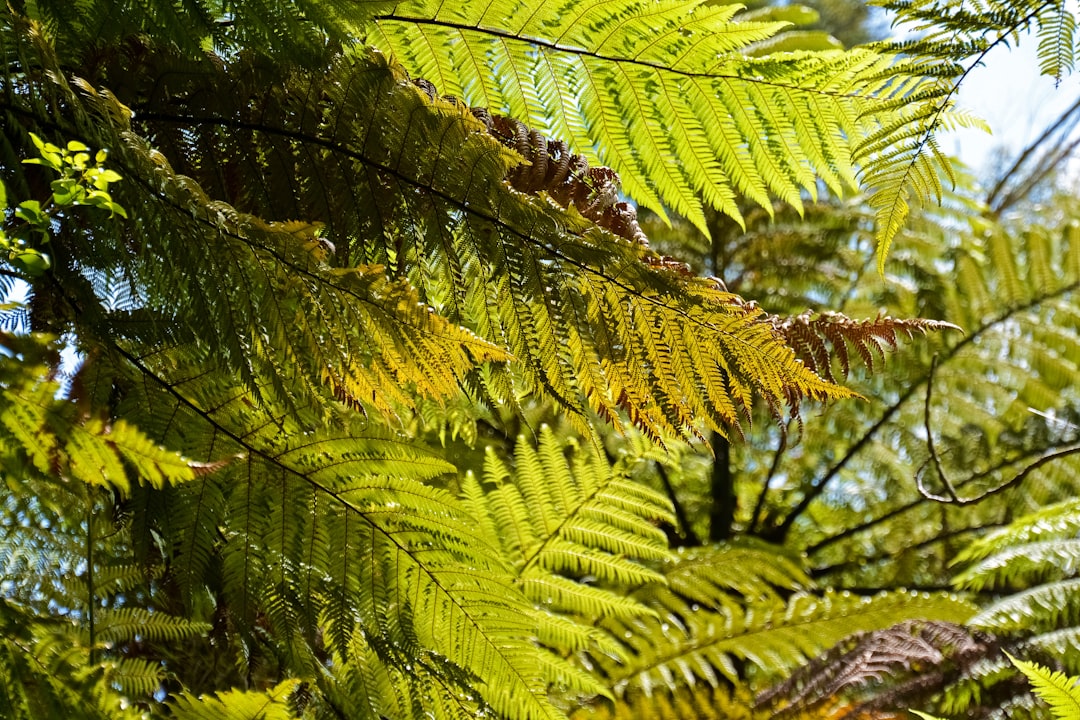 green fern plant during daytime