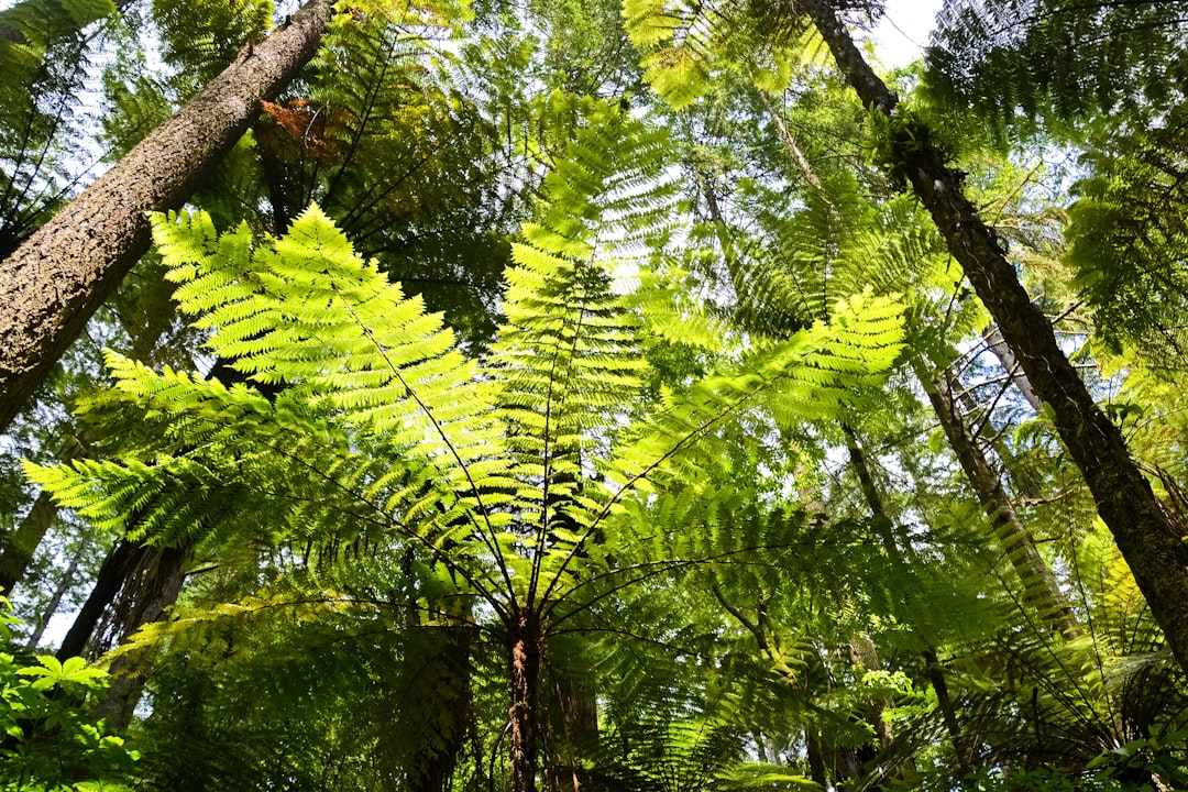 green leaves on brown tree branch during daytime