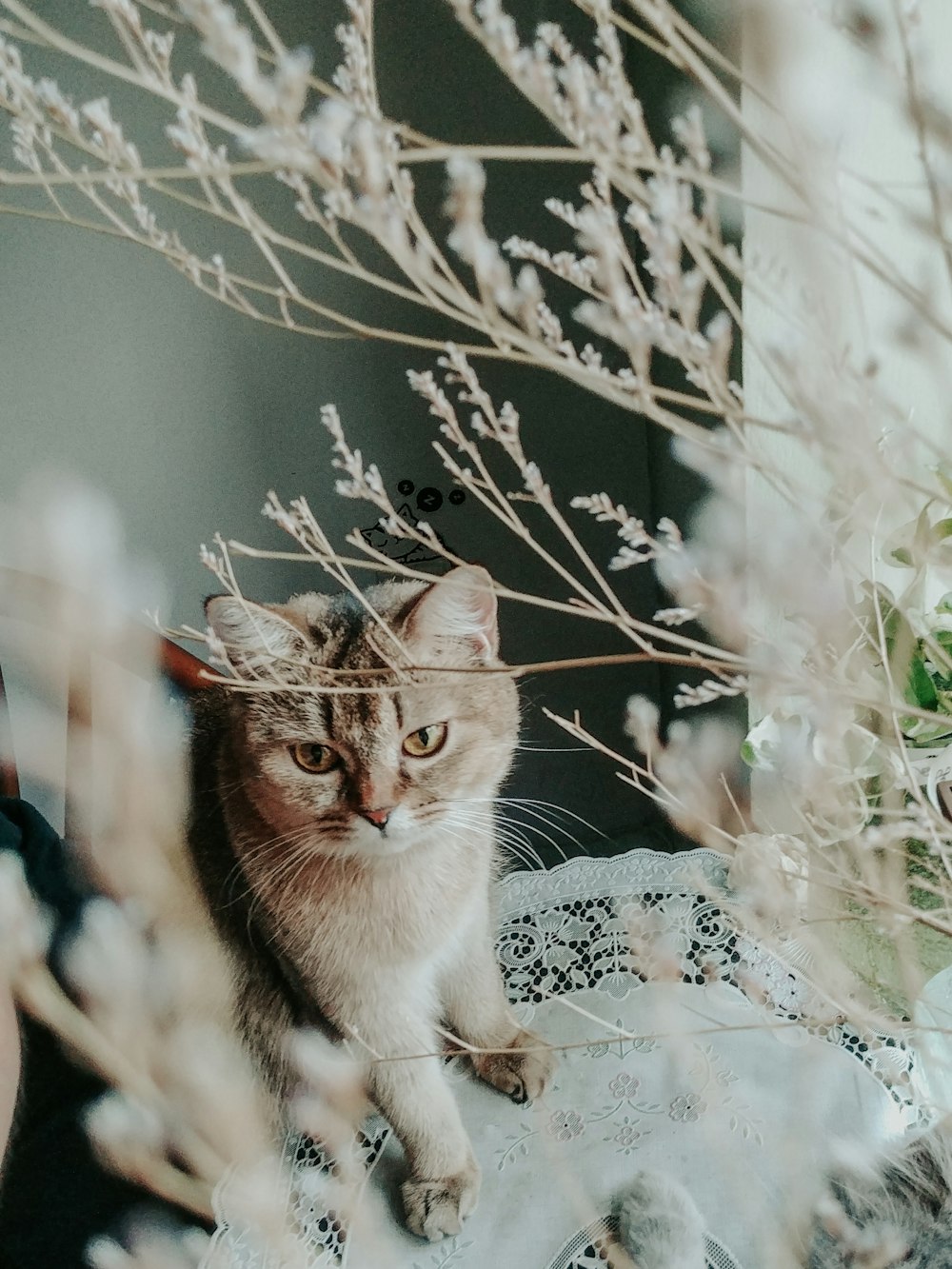 brown tabby cat on white snow covered tree