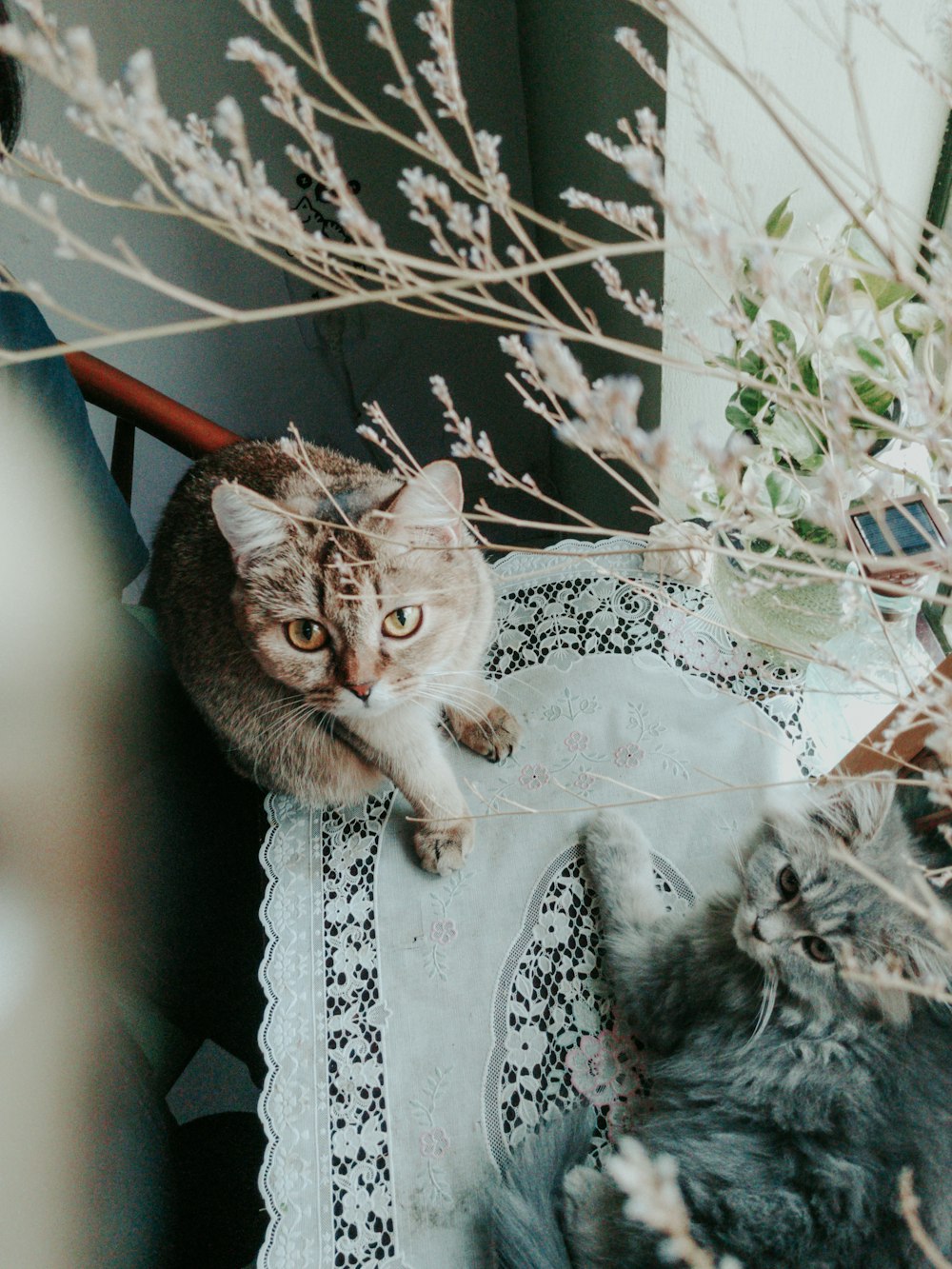 brown tabby cat on clear glass table