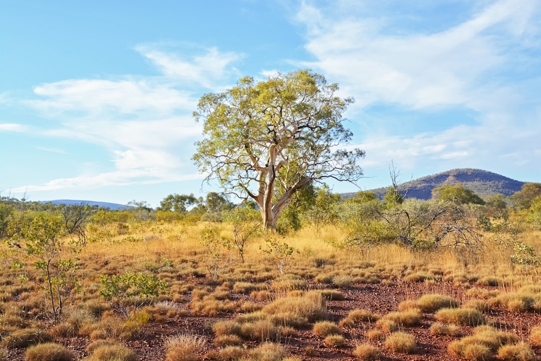 green tree on brown grass field during daytime