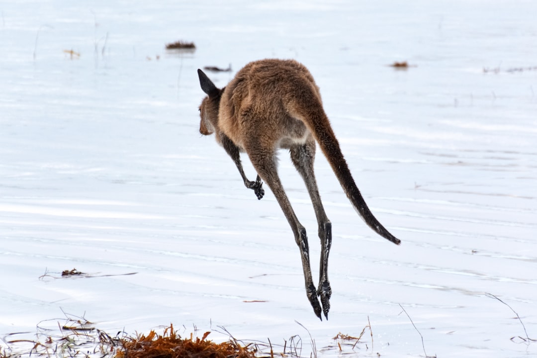 brown deer on snow covered ground during daytime