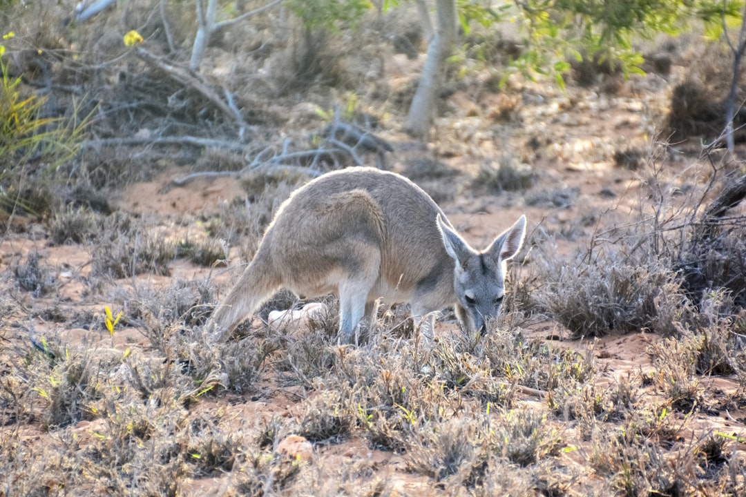 brown kangaroo on brown field during daytime