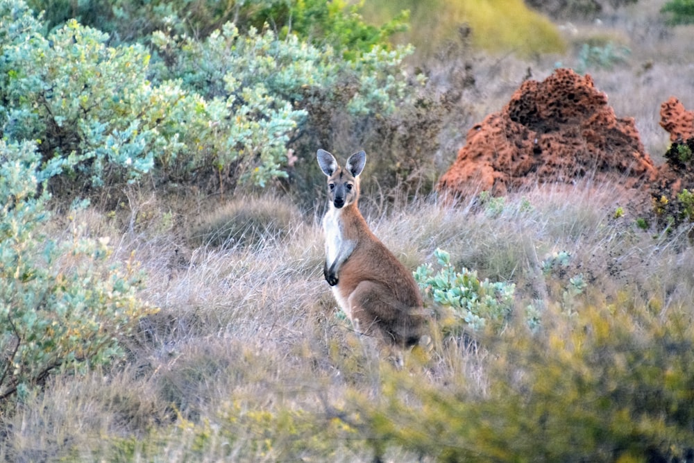 brown and white kangaroo on green grass field during daytime