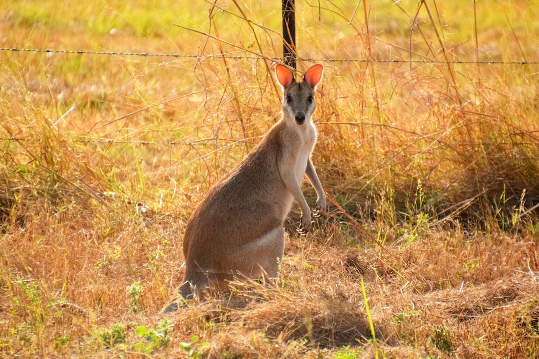 brown deer on brown grass field during daytime