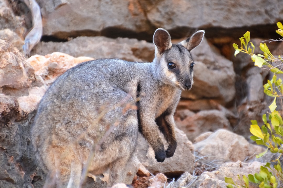 gray kangaroo on brown rock