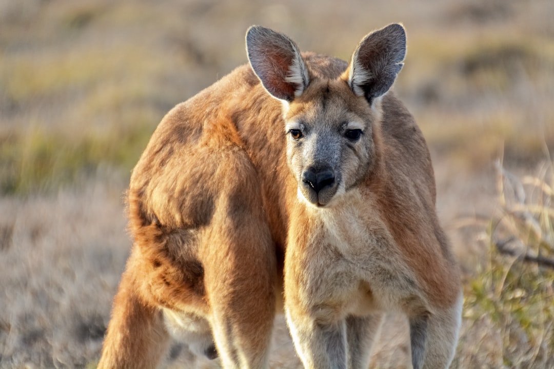 brown kangaroo on brown grass field during daytime