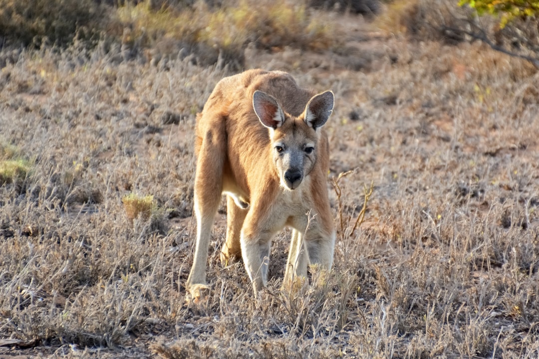 brown and white kangaroo on brown grass field during daytime