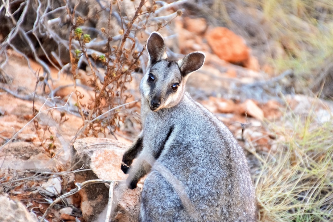 gray kangaroo on brown rock during daytime