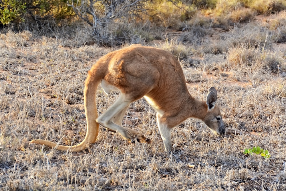 brown kangaroo on brown grass field during daytime