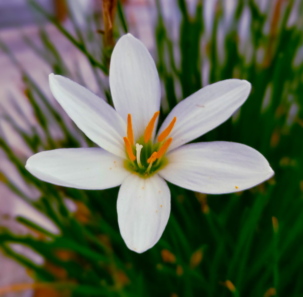 white crocus flower in bloom during daytime