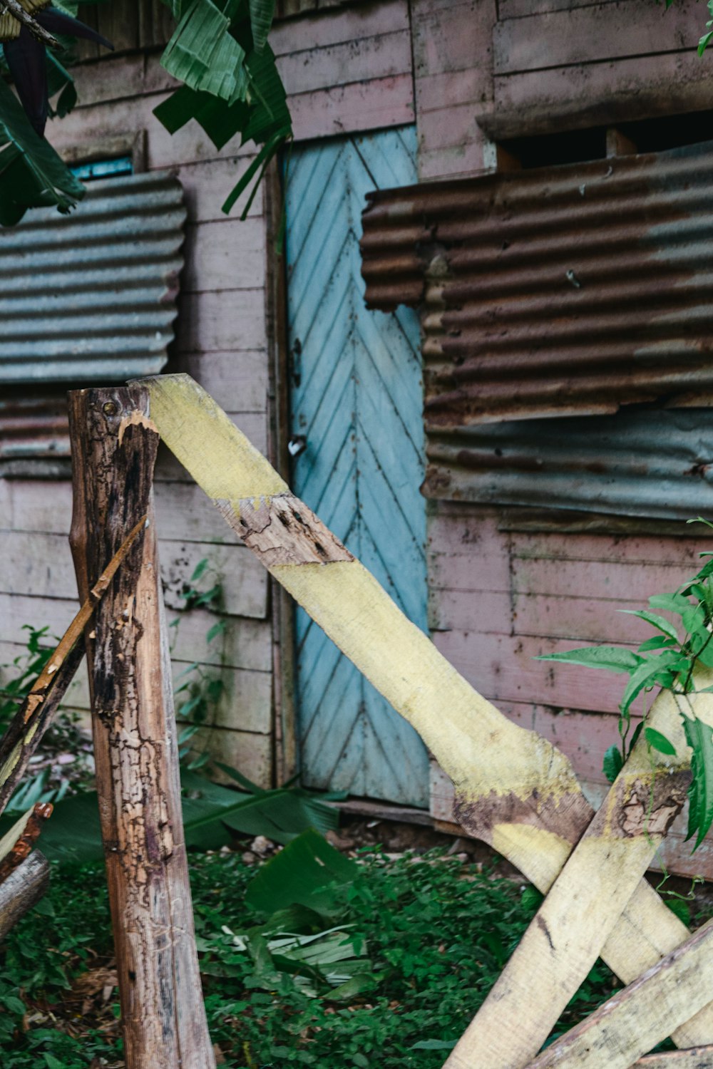 green plant beside brown wooden wall